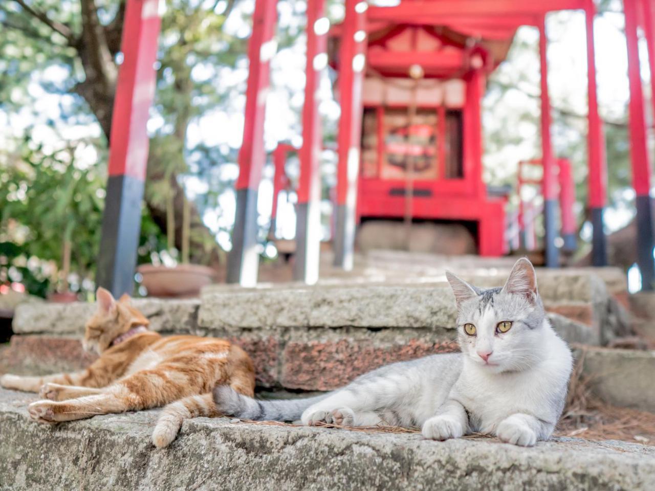 山城天嵐庭園民宿 Puli Kültér fotó